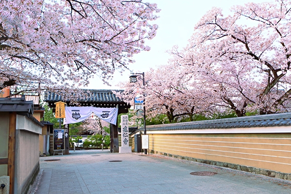 info180208b お寺の桜