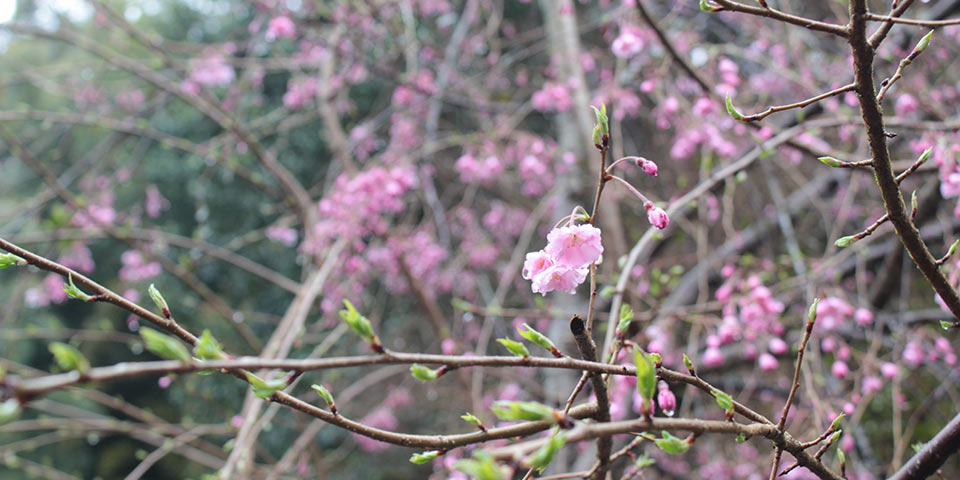 shougonintemple03 東福寺荘厳院の樹木葬地の枝垂れ桜