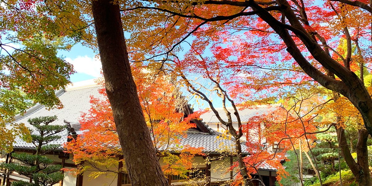 kouyou1120-b 東福寺正覚庵の紅葉