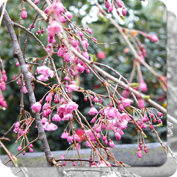 東福寺　荘厳院葬地の桜
