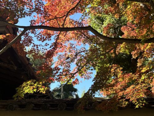 写真-2025-11-16-12-03-38