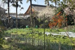 2025年3～4月　春の訪れと供養祭
