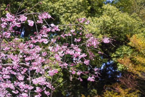 DSC00177_
