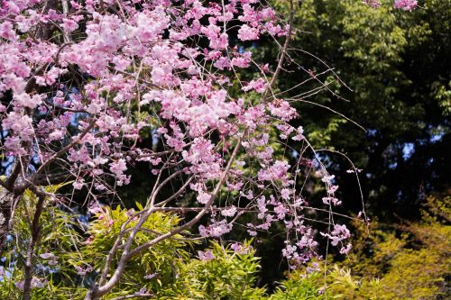 DSC00178_