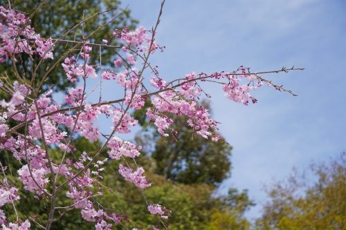 DSC00321_