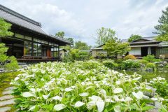 2025年5～6月 半夏生の季節