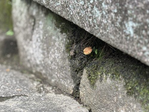 写真-2025-10-15-15-10-59