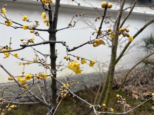 写真-2026-01-31-11-50-43