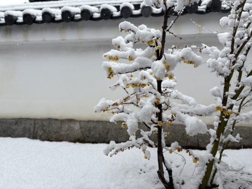 写真-2026-02-08-11-46-05