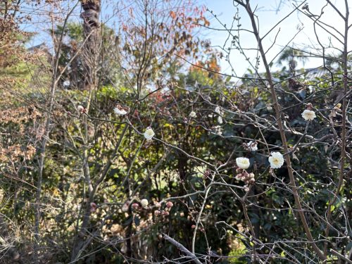 写真-2026-01-16-13-42-46