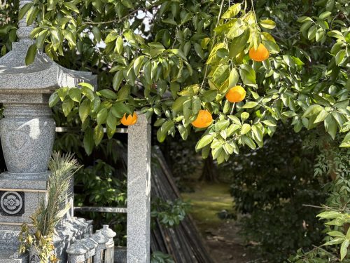 写真-2026-01-23-12-24-40