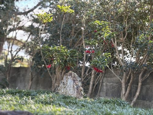 写真-2026-01-25-11-29-37