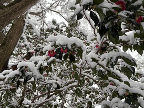 写真-2026-02-08-10-56-23