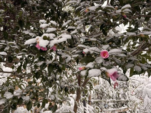 写真-2026-02-08-10-59-24