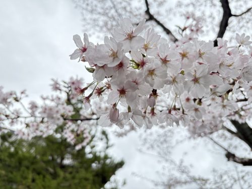 写真-2026-04-01-11-23-46