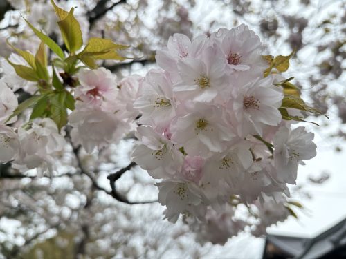 写真-2026-04-01-11-46-40