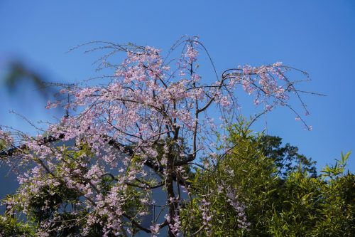 DSC06094