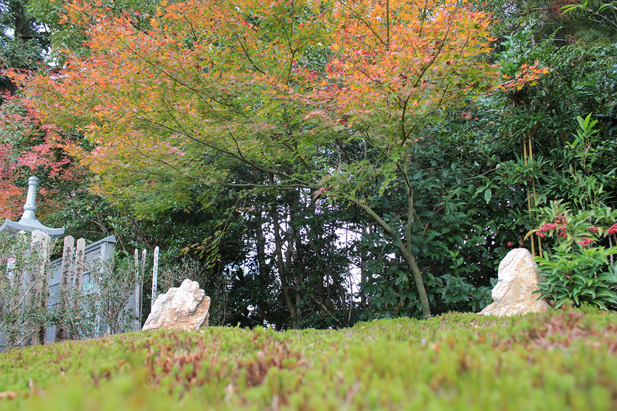 大徳寺の正受院の樹木葬地のアップ