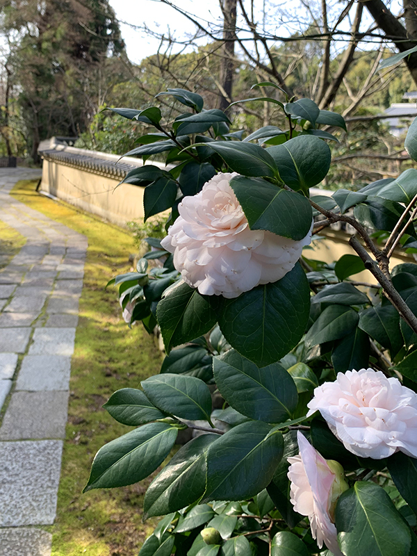 tsubaki 即宗院墓参道椿