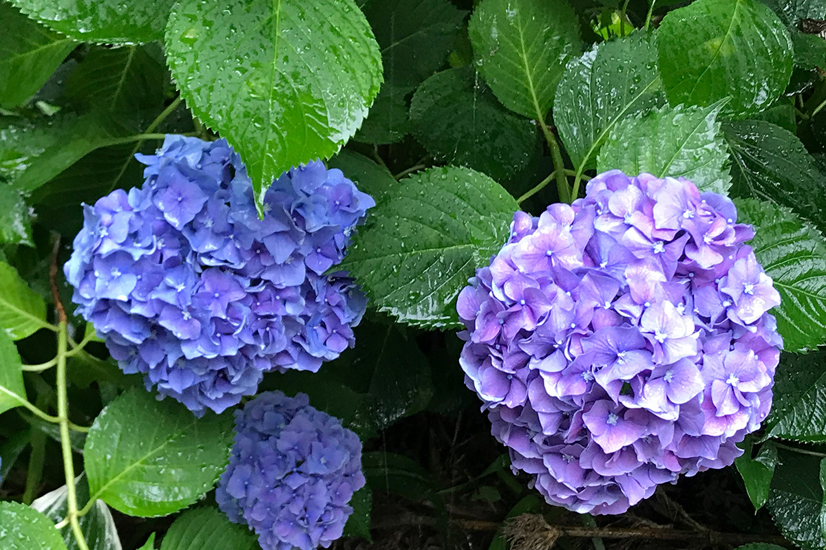 ajisai-sokusyuin 即宗院-紫陽花