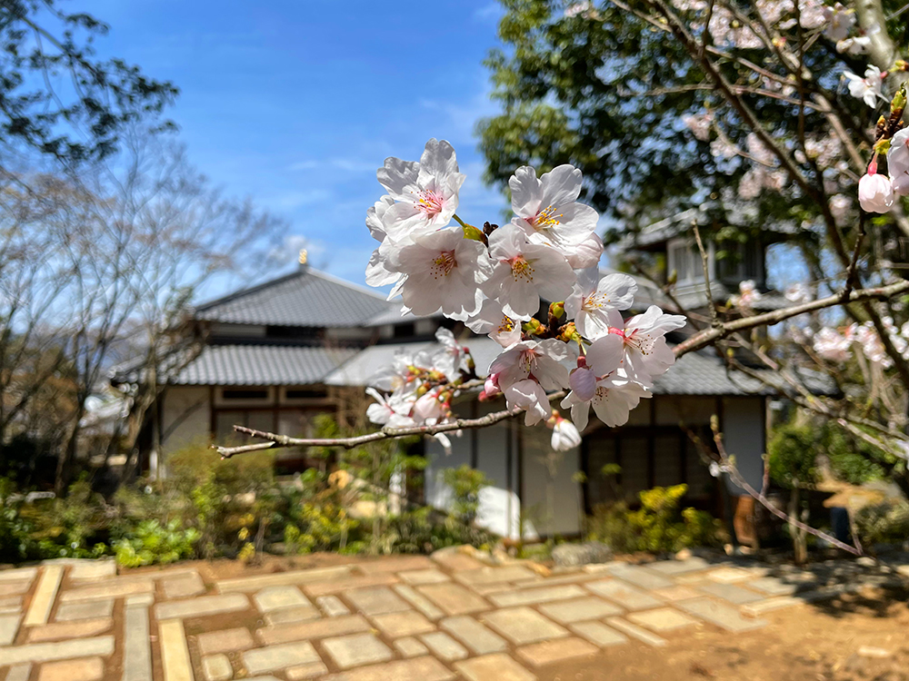 正覚庵-桜