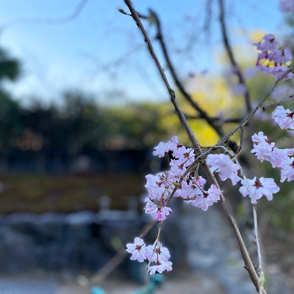 正受院-桜