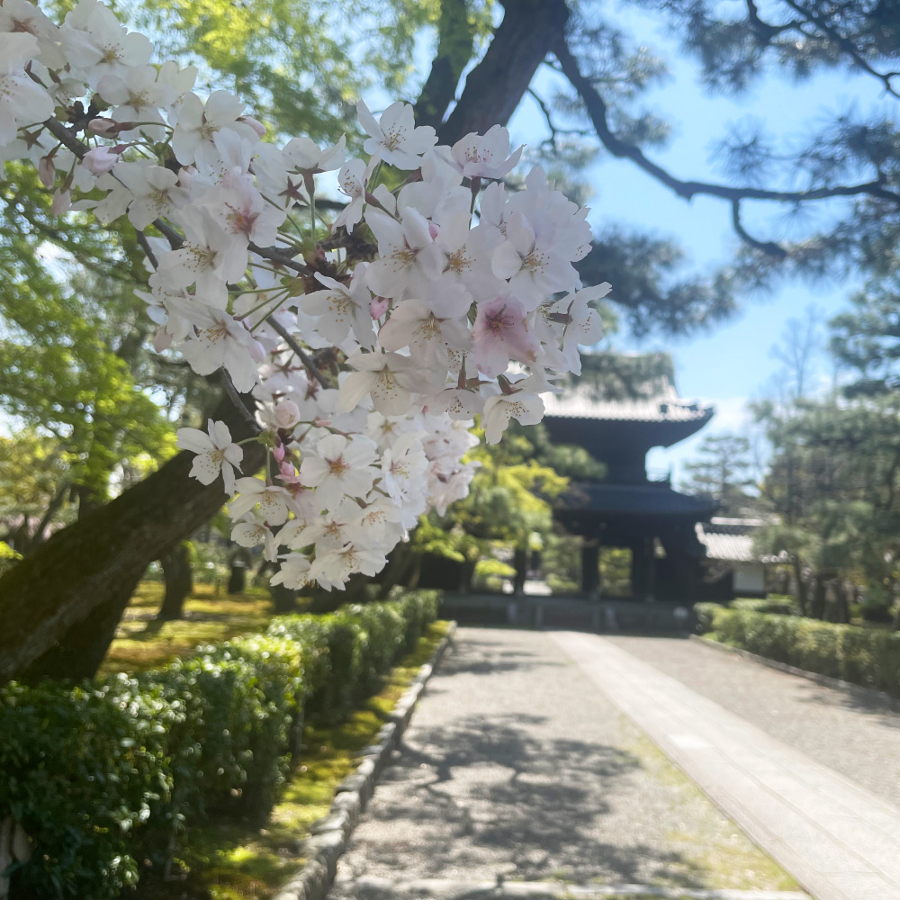 建仁寺-桜